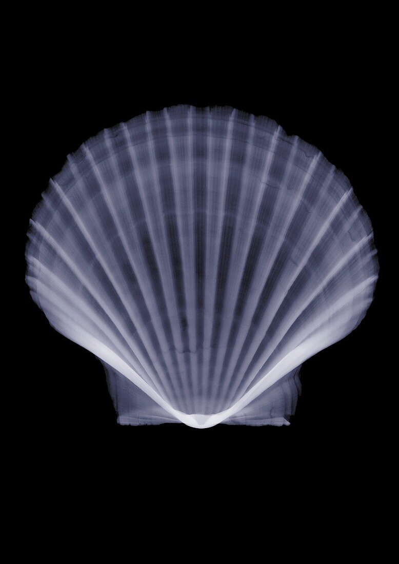 Shell, X-ray