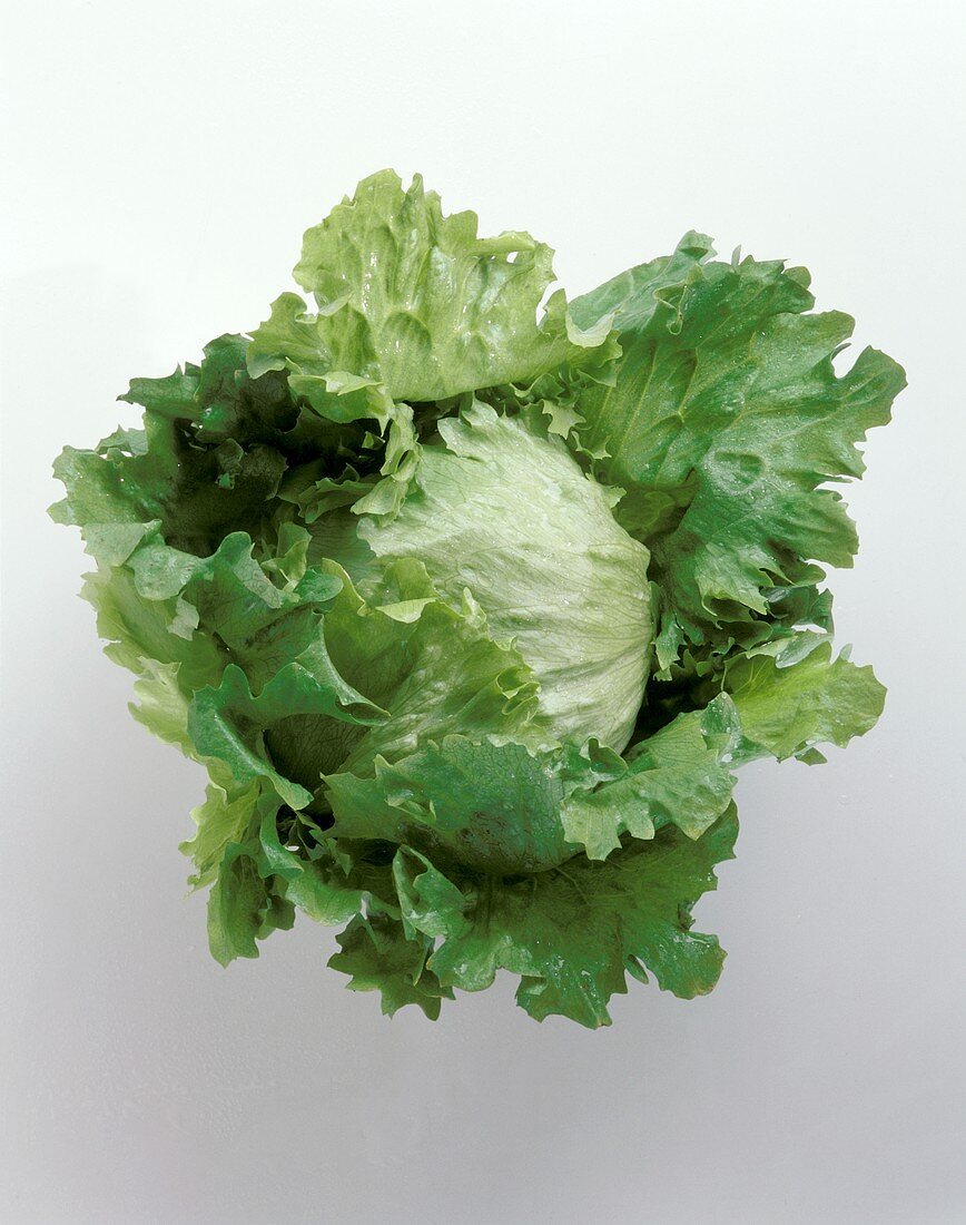 Ein Kopf Krachsalat (glatter grüner Eissalat)