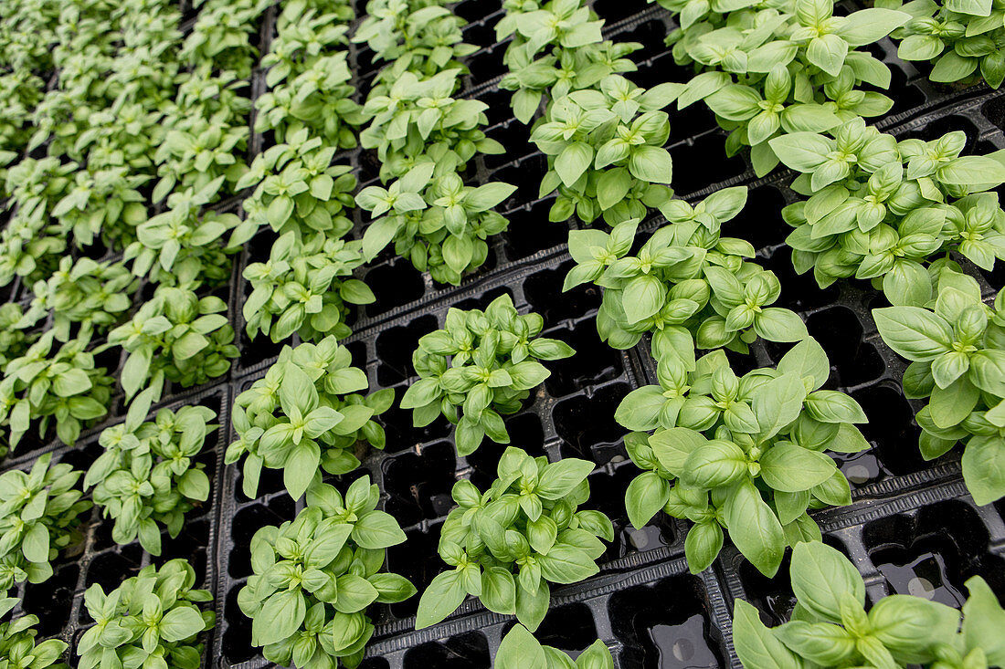 Young basil plants in a green house