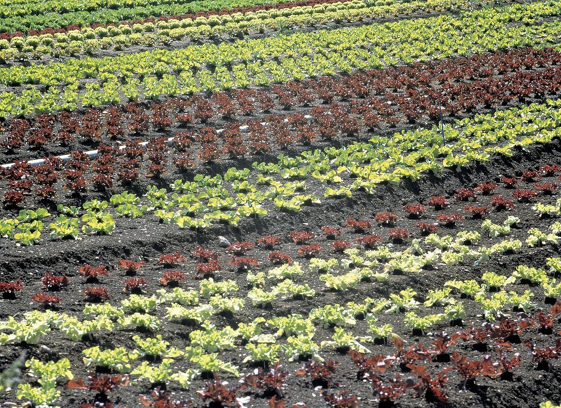 Assorted Lettuce Growing in a Field