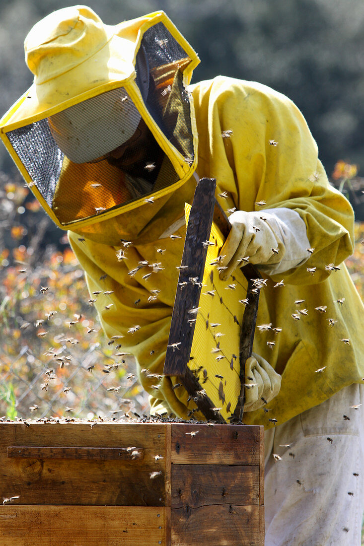 Imker inspiziert Bienenstock