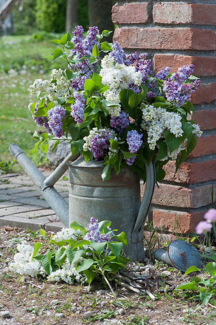 Bouquet of lilacs in an old zinc watering can
