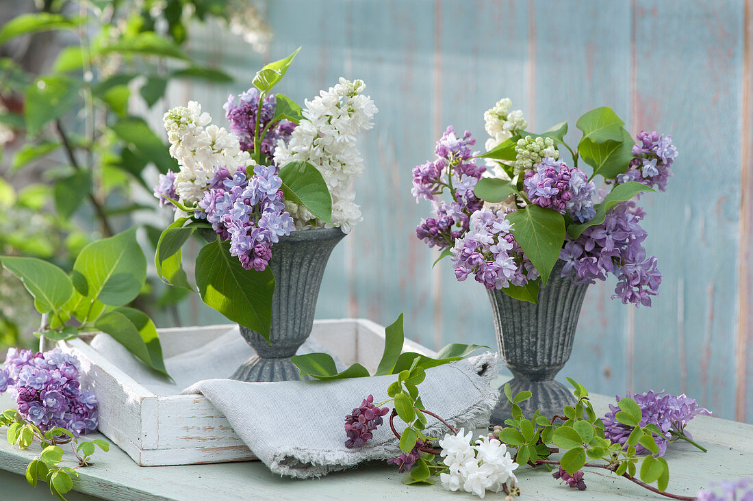 Romantic bouquets of lilac in cups as vases, climbing cucumber branch of flowers