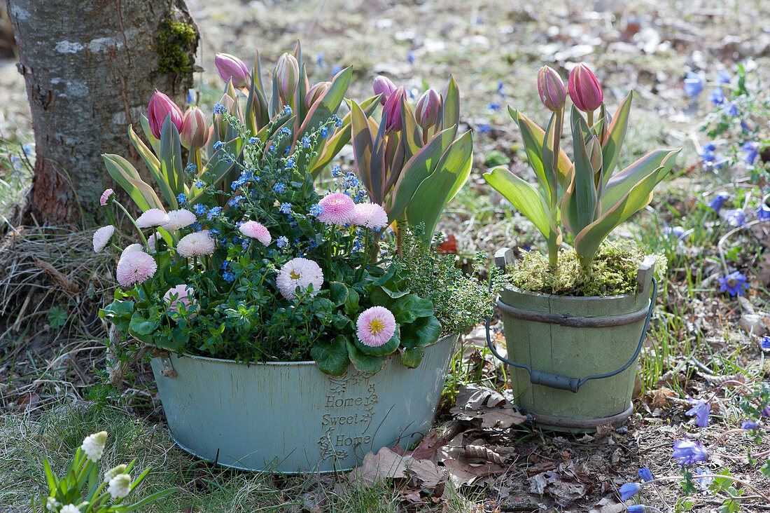 Tulpen 'Toplips', Tausendschön und Vergißmeinnicht in Blech-Schale und Holzeimerchen