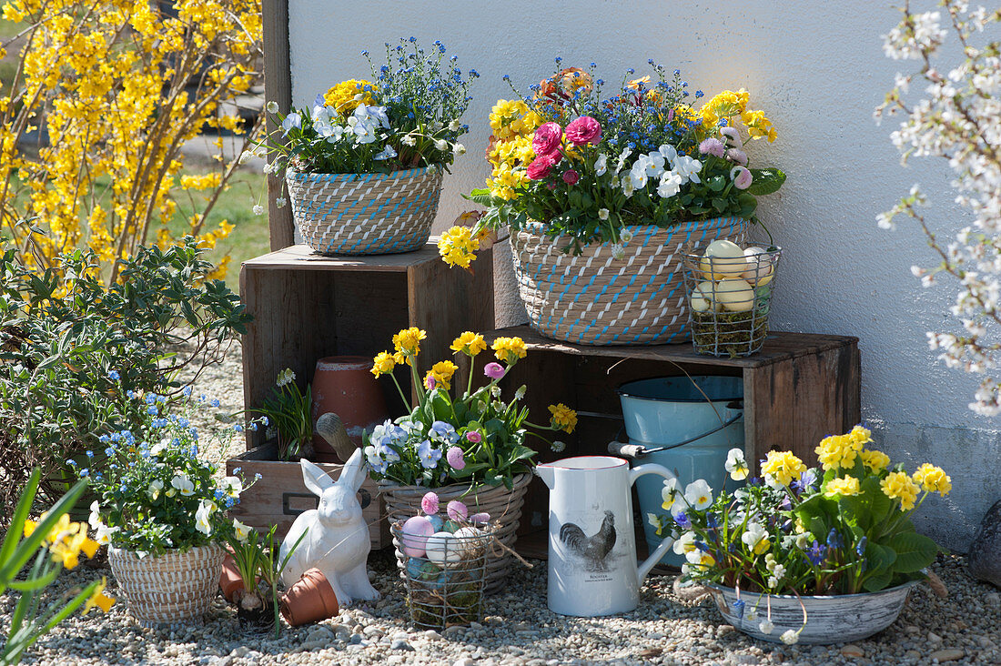 Easter terrace with primroses, horned violets, daisy, forget-me-nots, Easter bunnies and baskets with Easter eggs