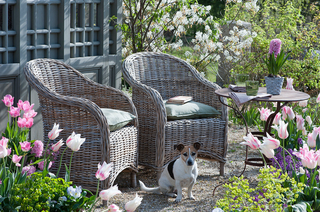 Gravel terrace with wicker armchairs surrounded by rock pear, tulips, milkweed, horned violets and gold lacquer, hyacinth in a pot on the table, dog Zula