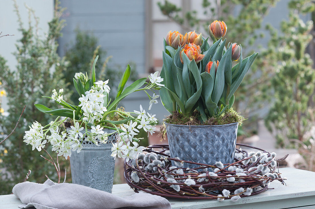 Tulip 'Orange Princess' and Milky Star in zinc pots, wreath of pussy willows