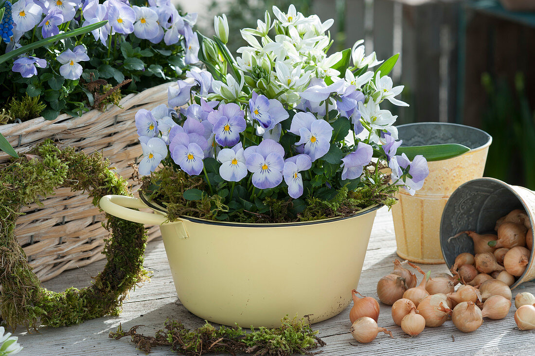 Enamel pot planted with horned violets 'Deltini Rose Pink' and milk star, onions and a wreath of moss