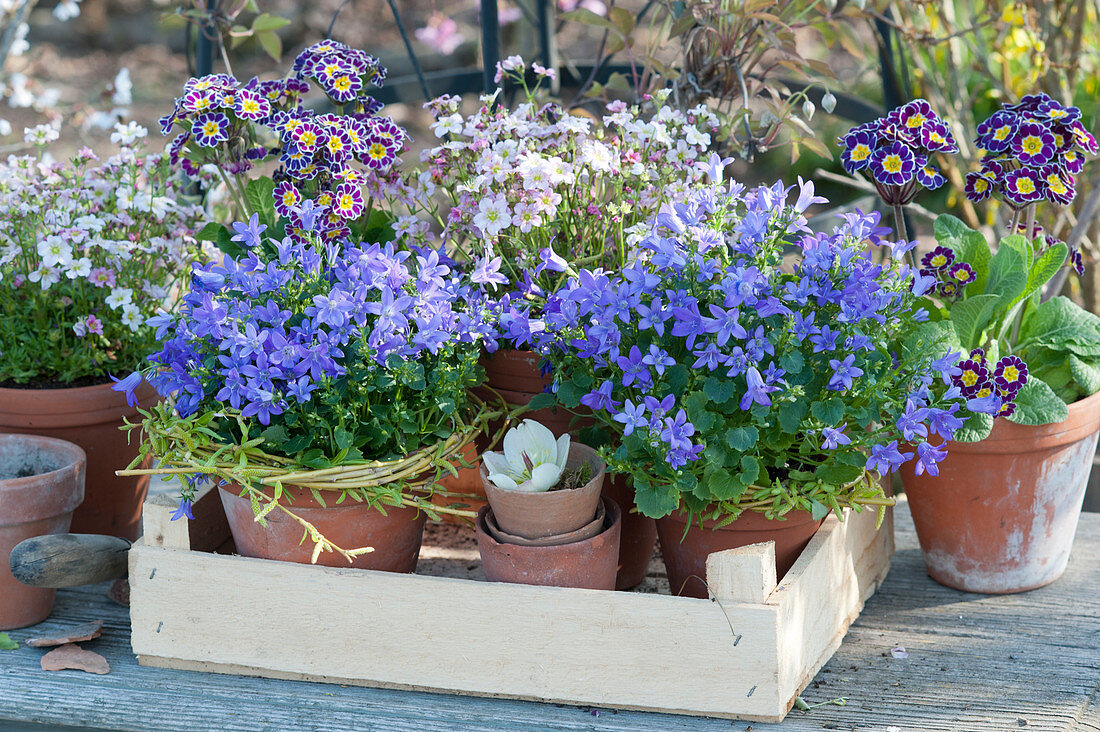 Pots of bluebells, moss saxifrage and tall primroses 'Silver Lace'