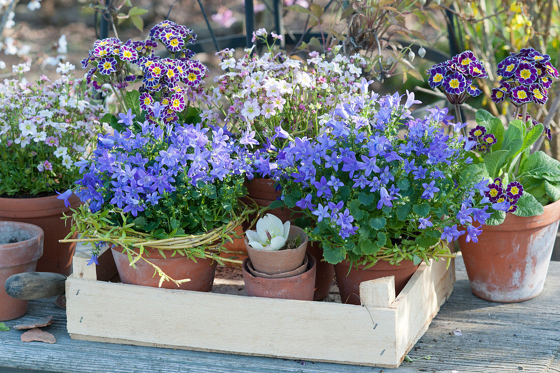 Töpfe mit Glockenblumen, Moossteinbrech und hohe Primeln 'Silver Lace'