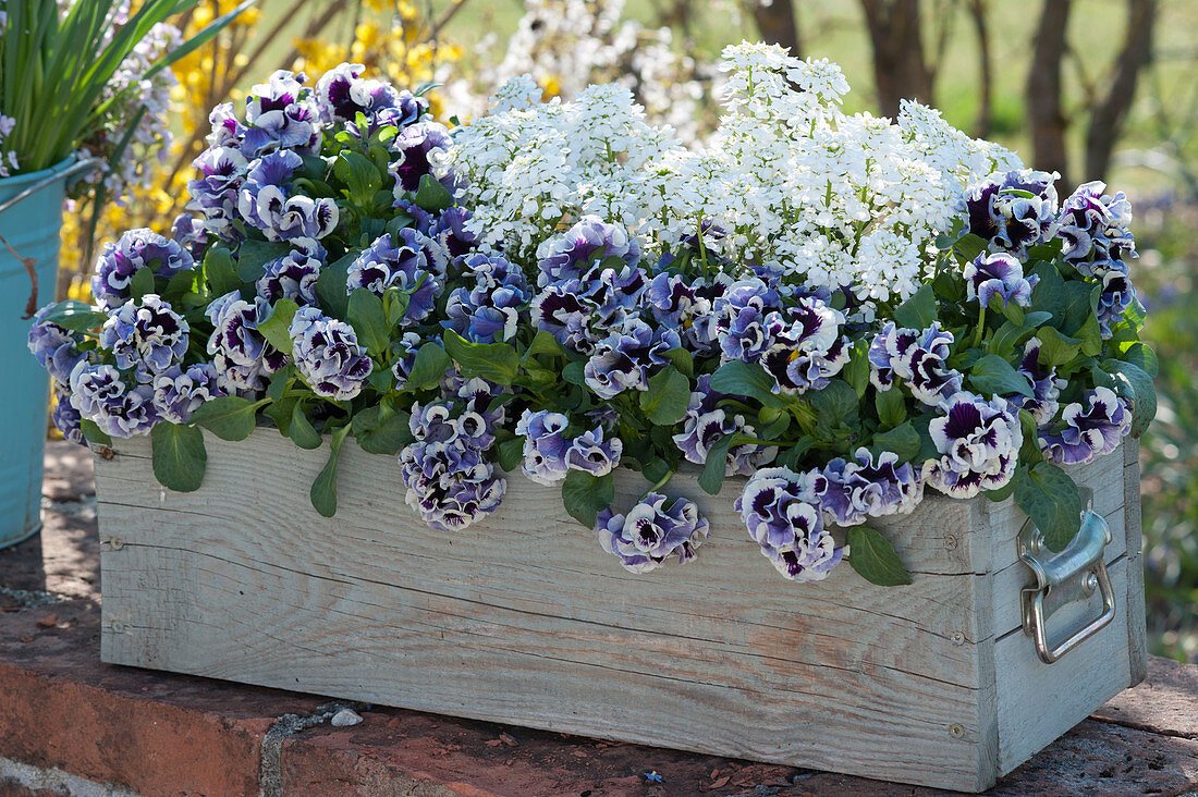 Wooden box with pansy Ruffles 'Purple White Rim' and candytuft 'Snowball'