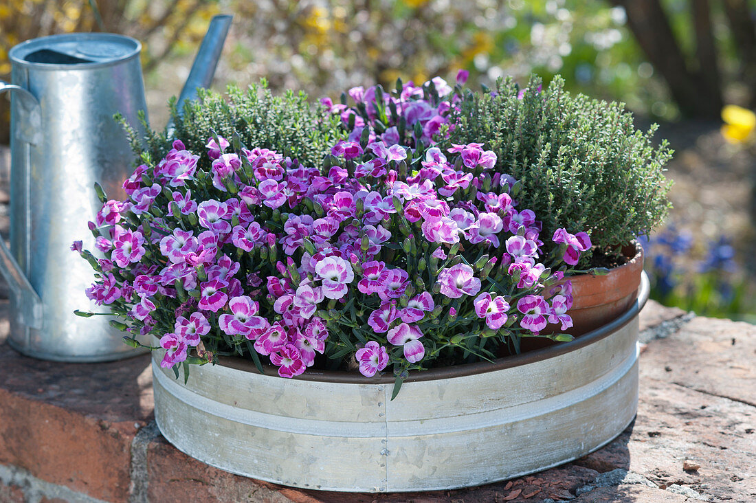 'Big Touch' cloves and thyme in bowl