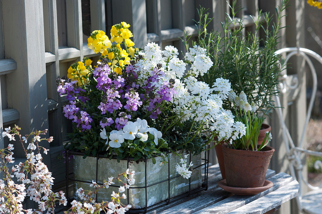 Candytuft 'Snowball', gold lacquer Poem 'Lavender' 'Improved Winter Power' and horny violets in a tin box, rosemary and grape hyacinth in clay pots