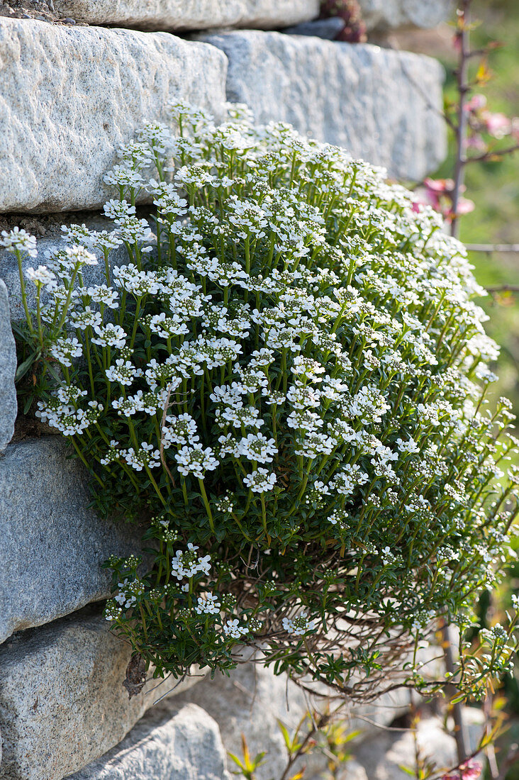 Blooming candytuft in dry stone wall