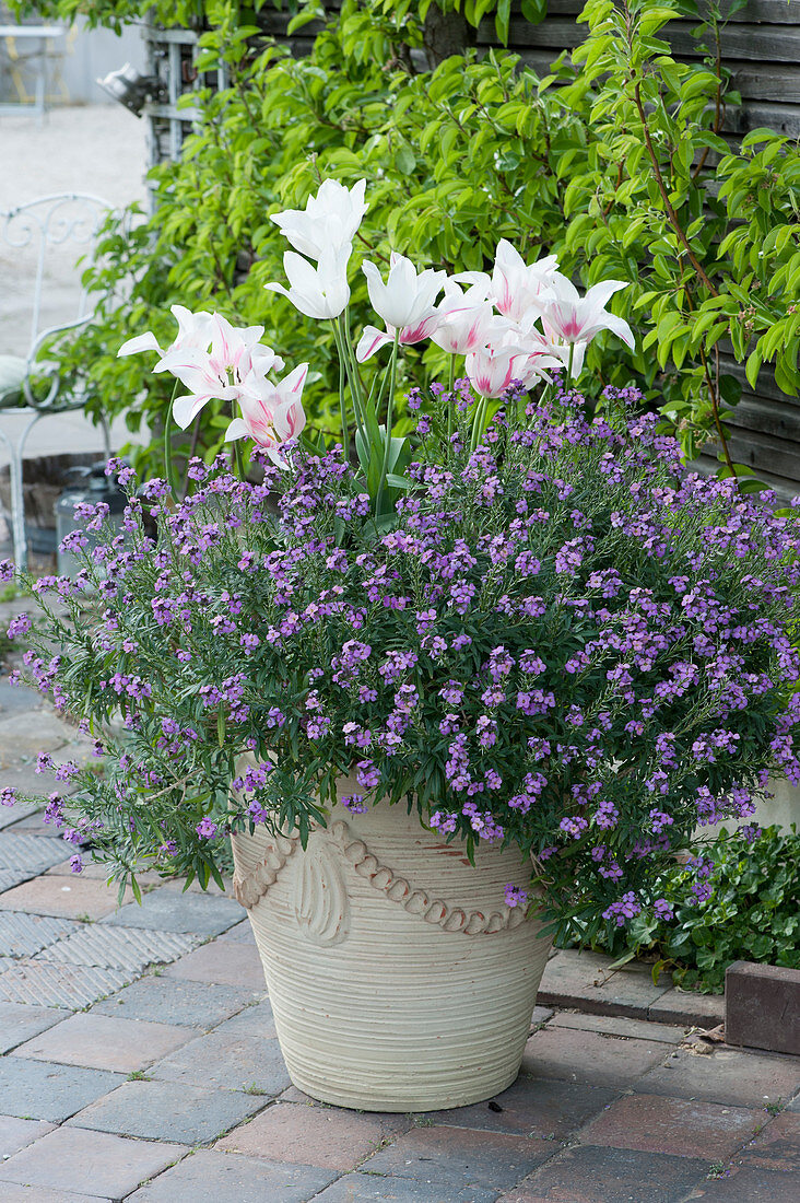 Lily-flowered tulips 'Marylin' with gold lacquer Poem 'Lavender' in a bucket