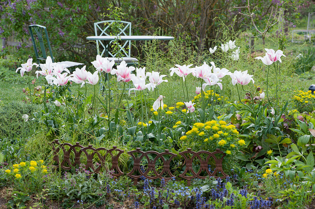Lily-flowered tulips 'Marylin' and Euphorbia with a border made of iron