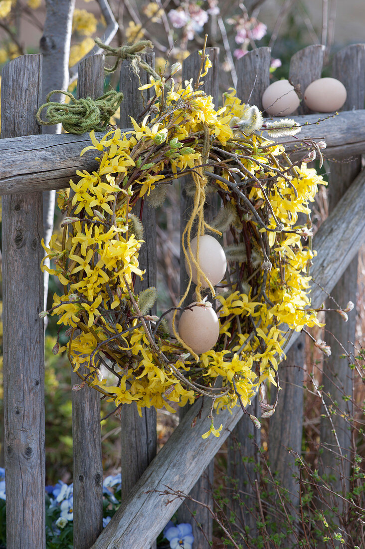 Wreath made of branches of gold bells and willow decorated with Easter eggs on the fence