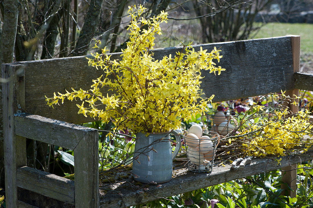 Strauß aus Zweigen vom Goldglöckchen auf Bank im Garten, Drahtkorb mit Ostereiern