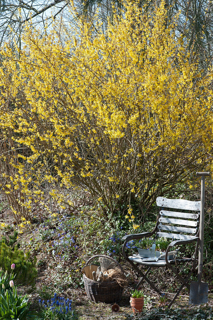 Blooming gold bell in the garden, garden chair, basket with utensils and spade