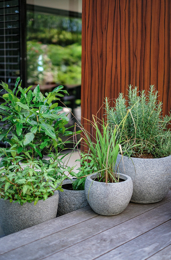 Kräutertöpfe auf der Terrasse