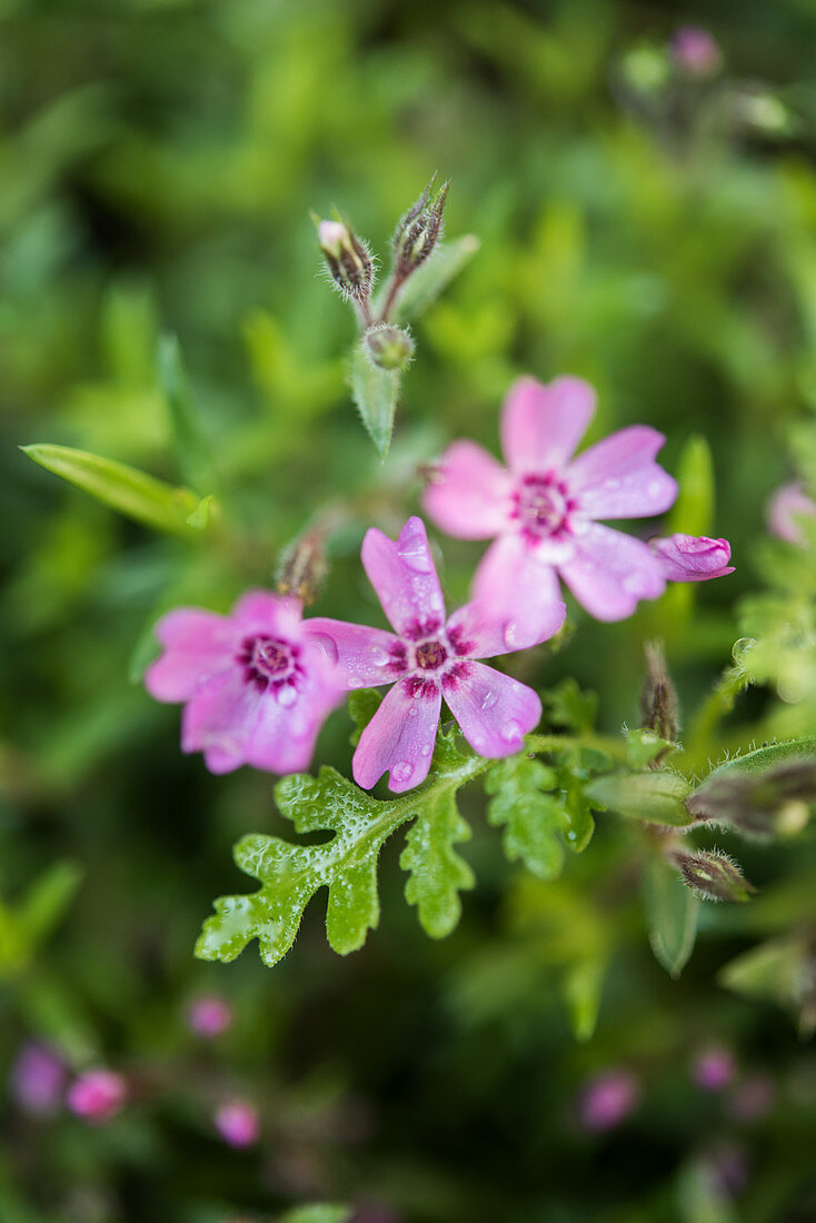 Blüten vom Polsterphlox mit Wassertropfen