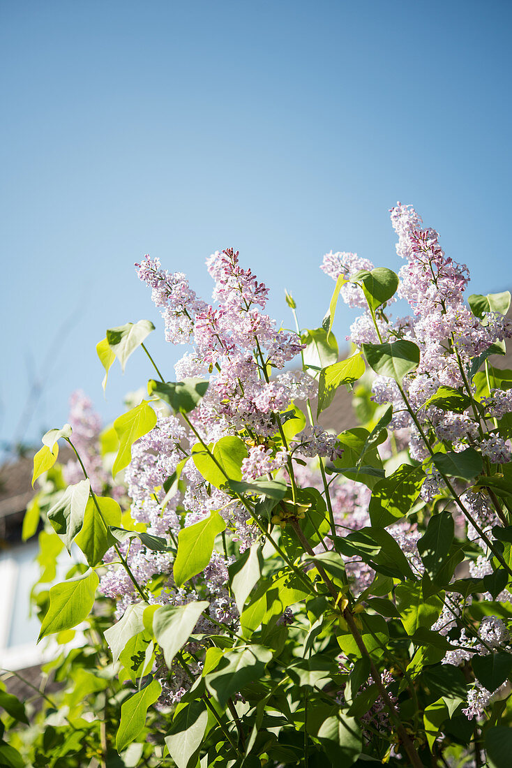 Flowering lilac