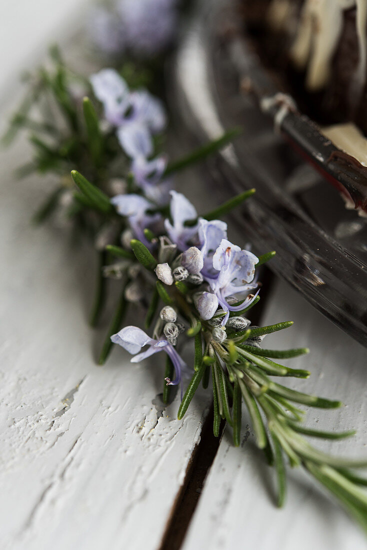 Flowering branch of rosemary