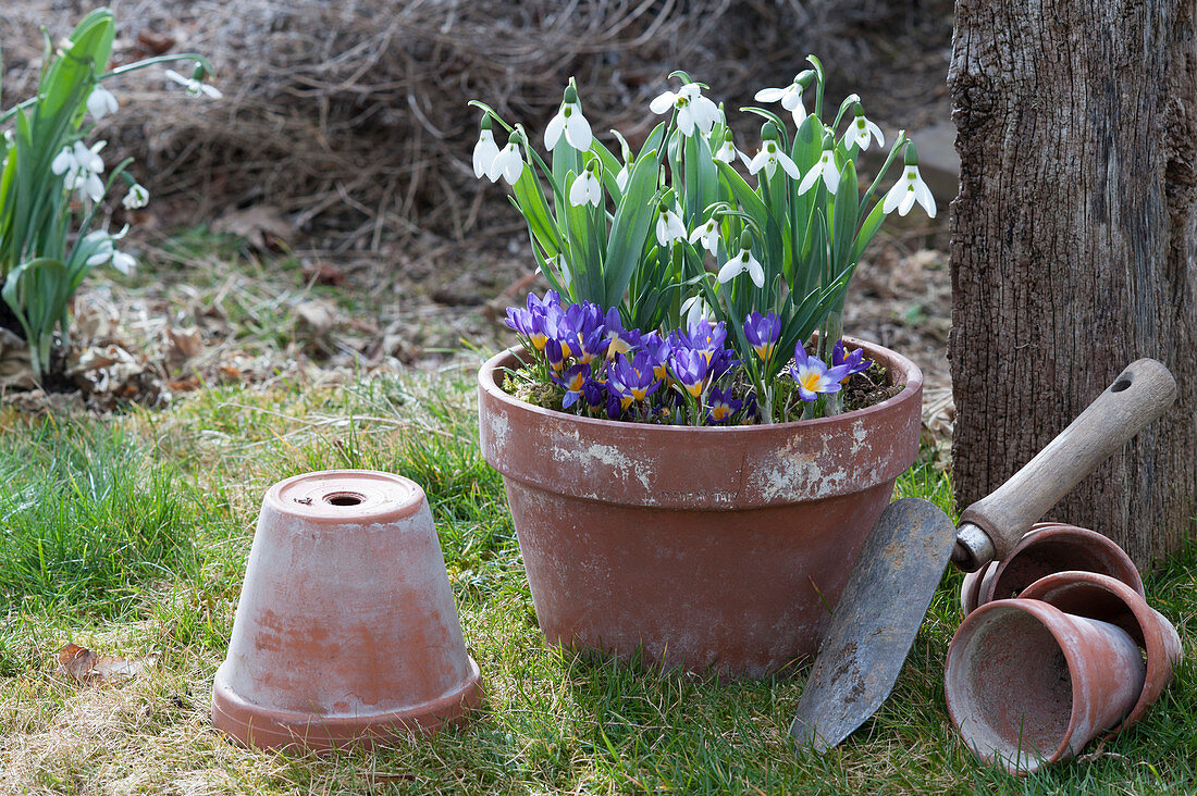 Clay pot with snowdrops and crocus 'Tricolor'