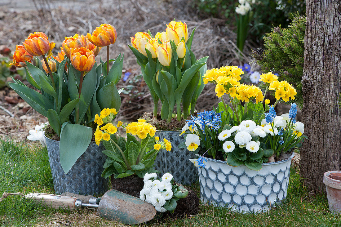 Frühlings-Arrangement mit Tulpen, Primeln, Tausendschön, Traubenhyazinthe, Blausternchen und Hornveilchen