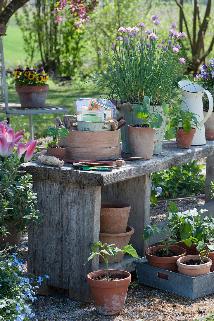 Flowering chives and young plants of nasturtiums, tomatoes and peppers