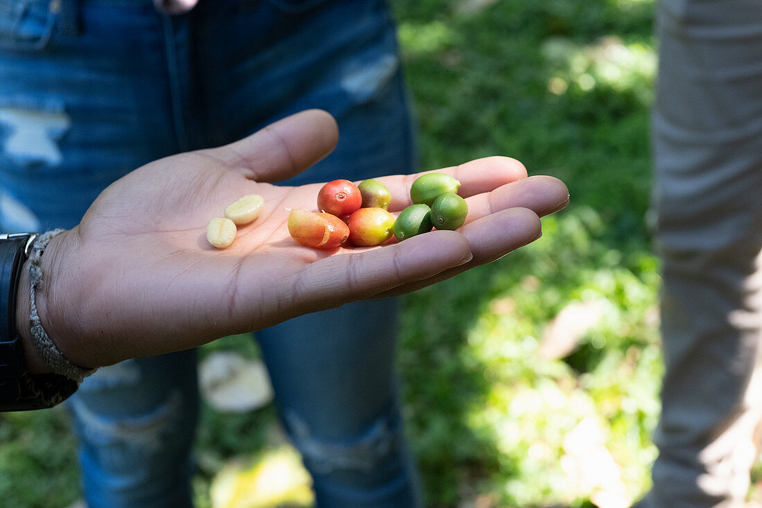 Coffee berries at a coffee plantation, Santa Bárbara, Costa Rica, Central America