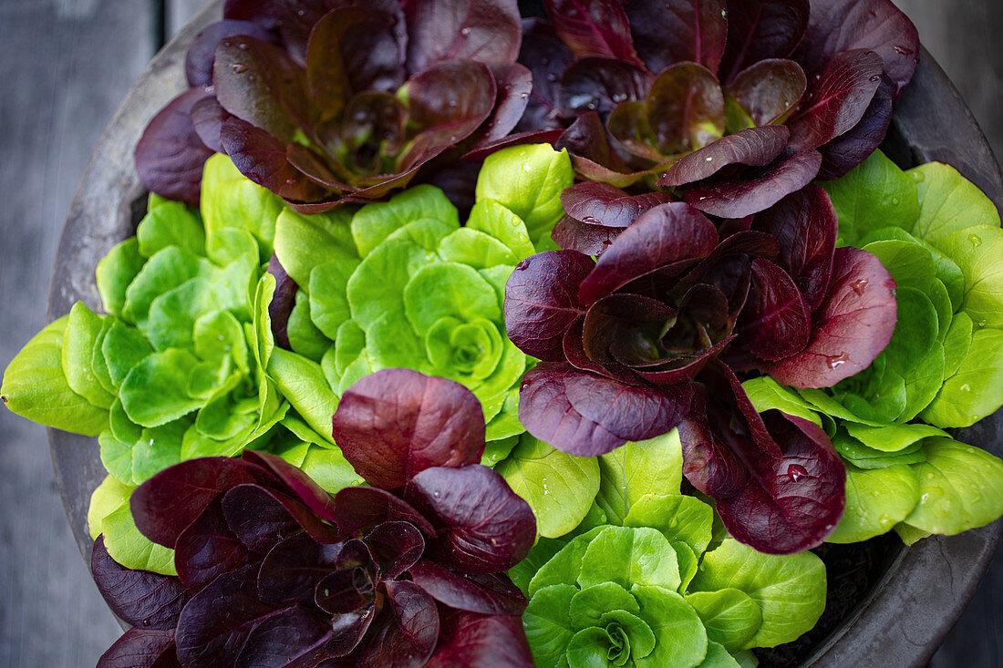 Various lettuces