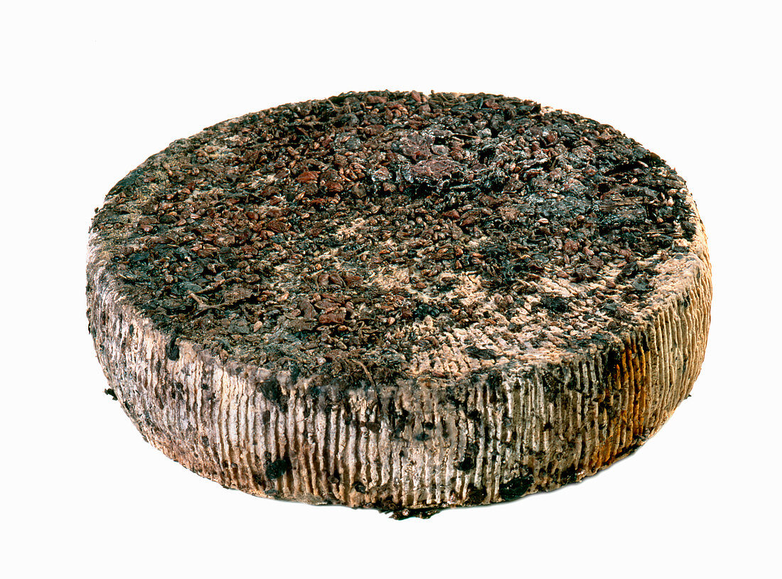 Testun al Torcolato (wine cheese made from cow's, goat's and sheep's milk, Italy)
