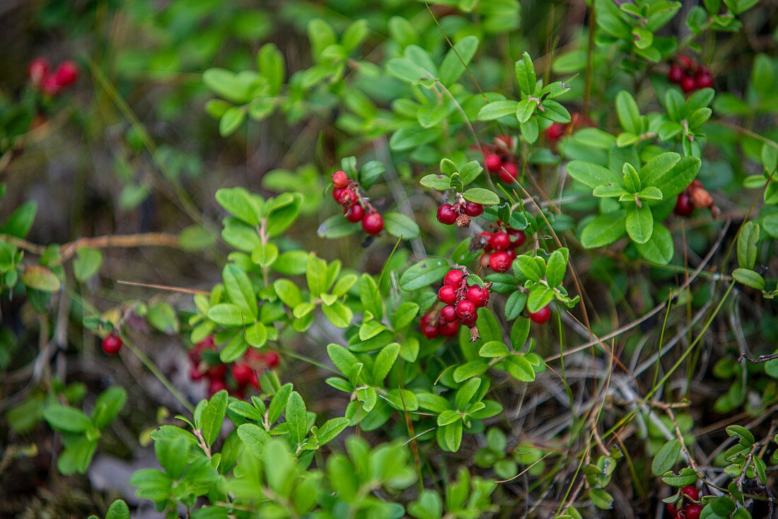 A lingonberry bush