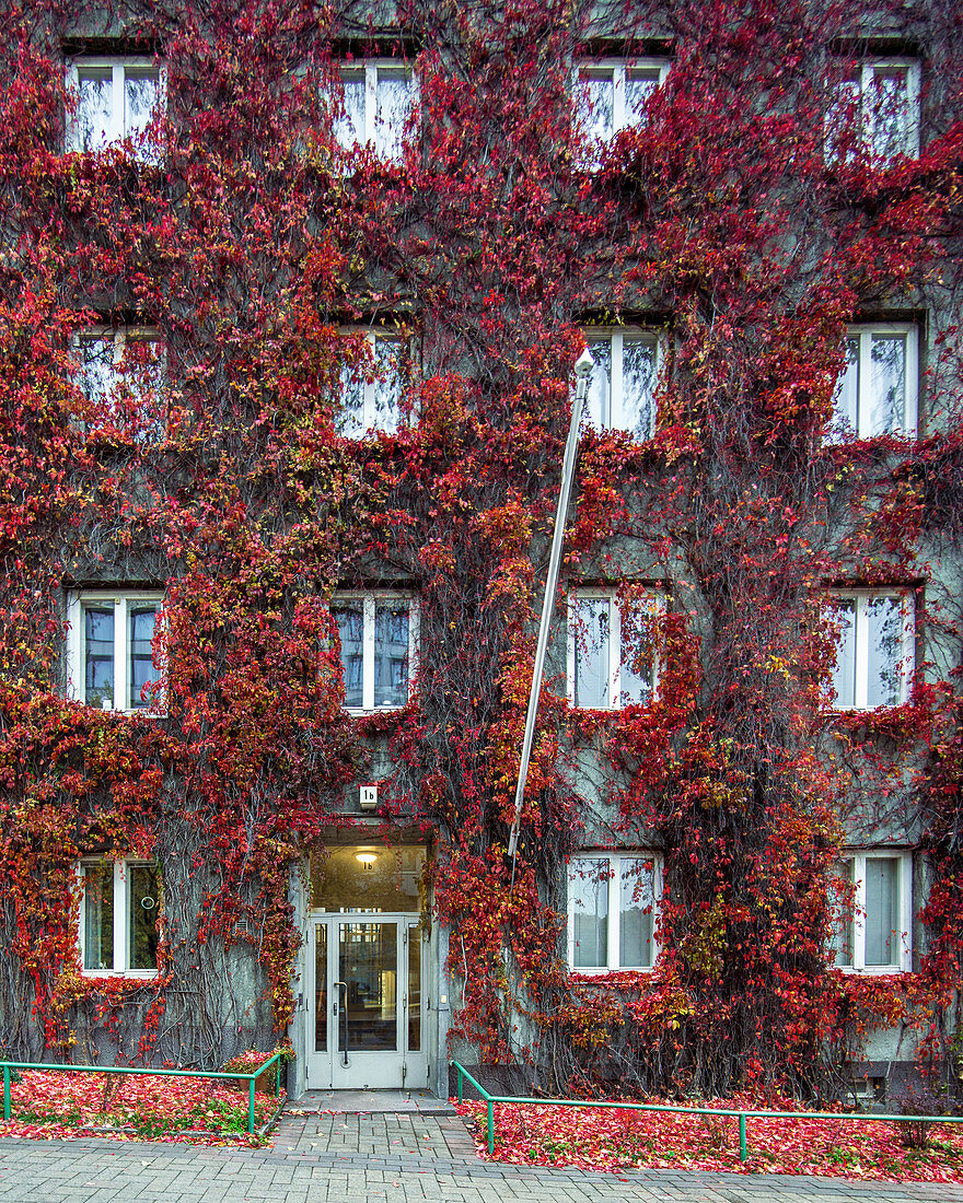 A house facade covered in vines in the Kivelänkatu neighbourhood, Helsinki, Finland