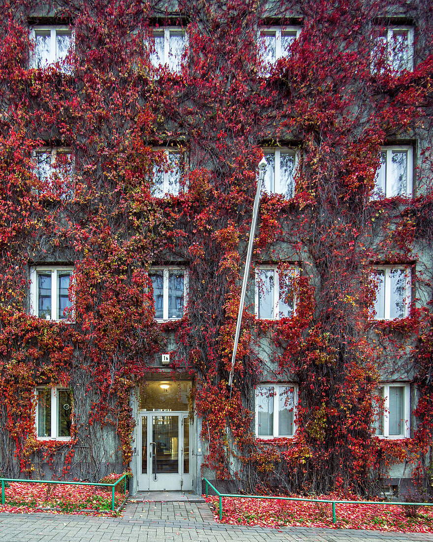 Bewachsene Hausfassade im Viertel Kivelänkatu, Helsinki, Finnland