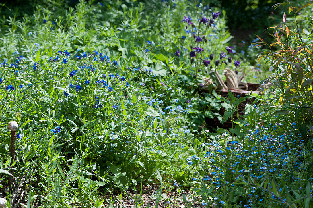 Blaue Frühlingsblumen im Garten: Vergißmeinnicht, Steinsame und Akelei