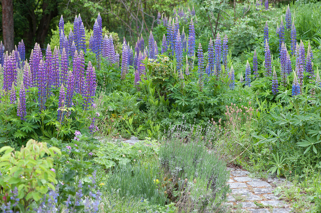 Blooming lupins in the garden