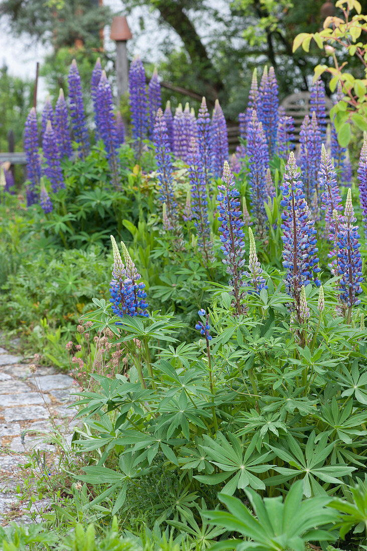 Blooming lupins in the garden