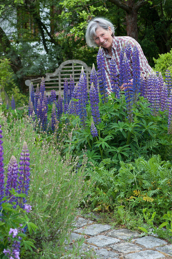 Woman cuts lupins for a bouquet