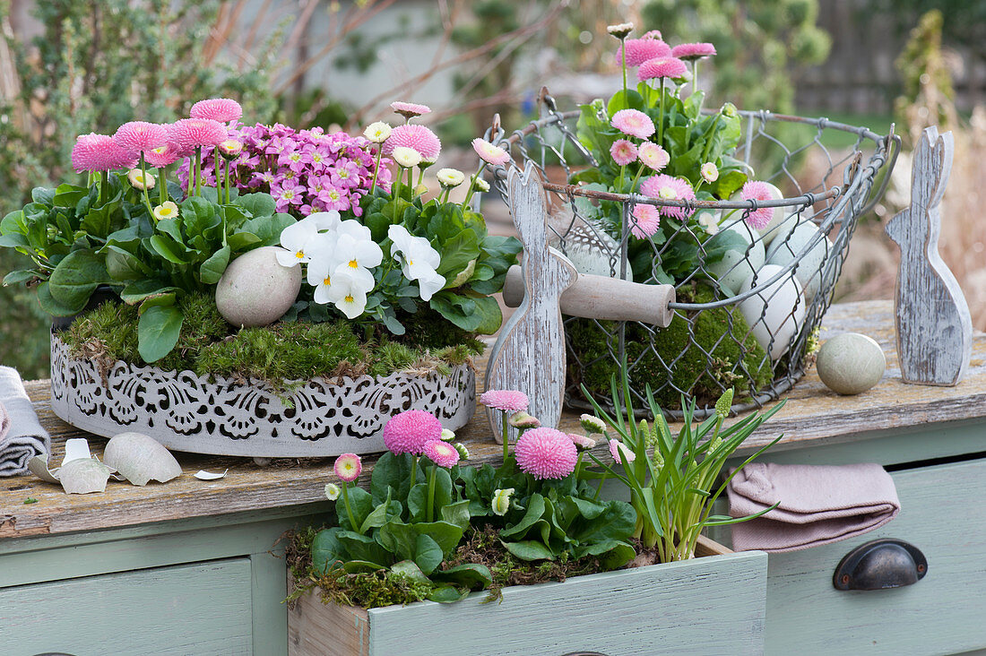 White metal tray, wire basket and drawer with a thousand beautiful, horned violets and moss saxifrage embedded in moss, Easter bunnies and Easter eggs as Easter decorations