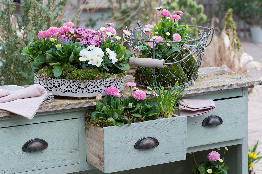 White metal tray, wire basket and drawer with a daisy, horned violet and moss saxifrage embedded in moss