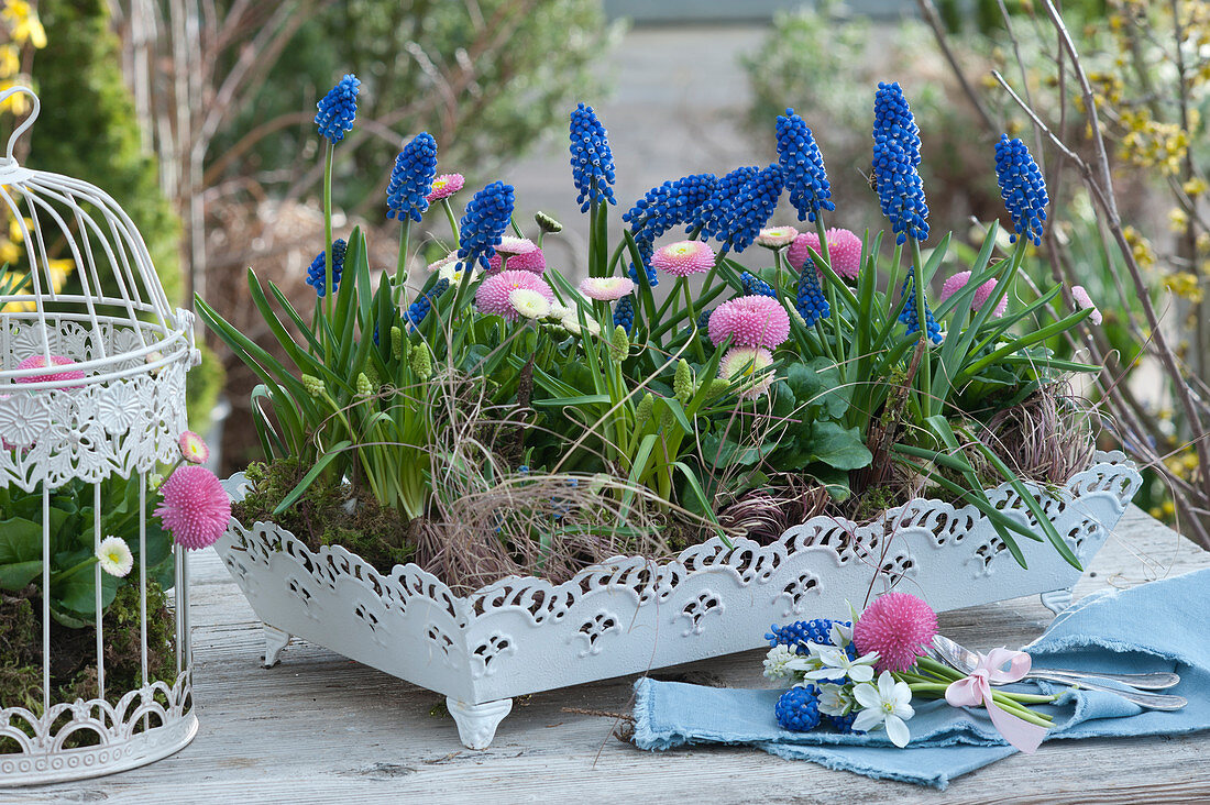 Grape hyacinths and tales on a metal tray as a spring decoration, small bouquet lying
