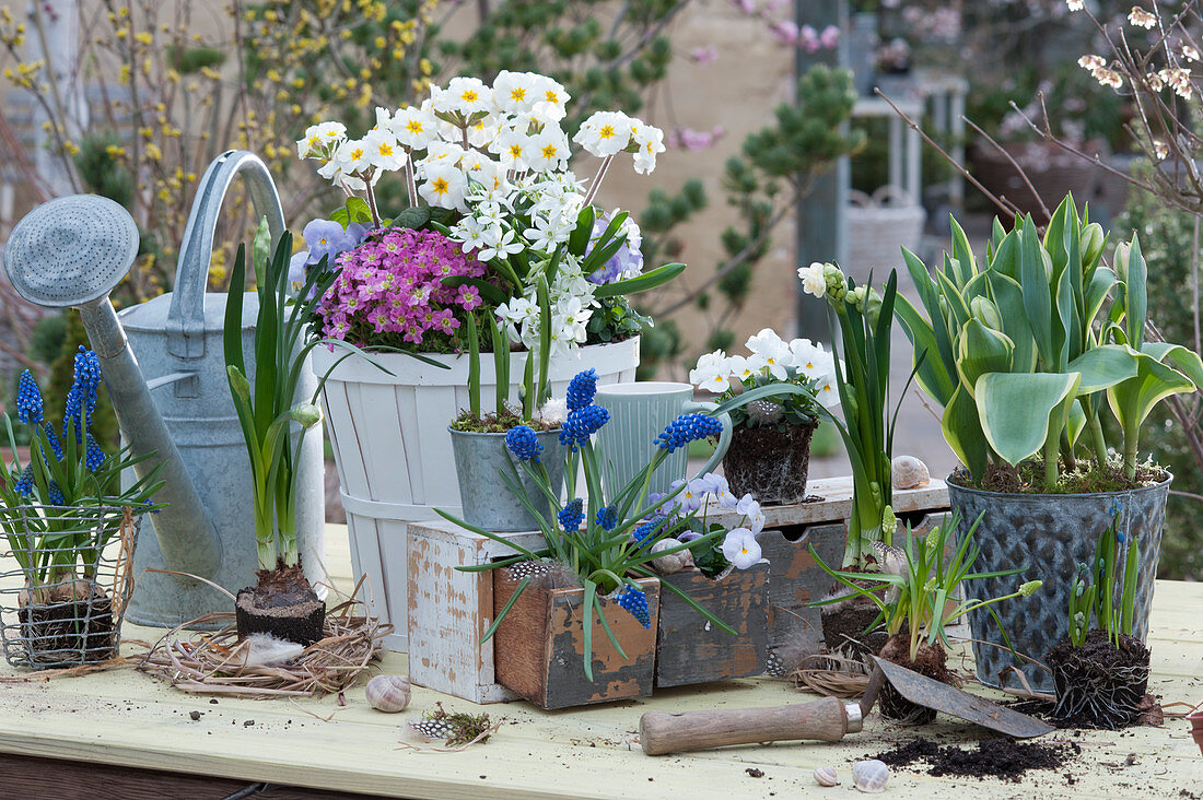 Pot with primroses, milk star, moss saxifrage and horned violets, grape hyacinths in a wooden drawer and wire basket, budding daffodils and tulip 'Toplips'