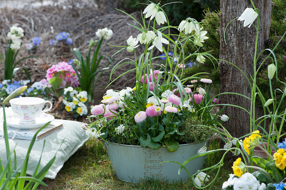 Bowl with white checkerboard flowers, daisies, horned violets, grape hyacinths and thyme in the garden