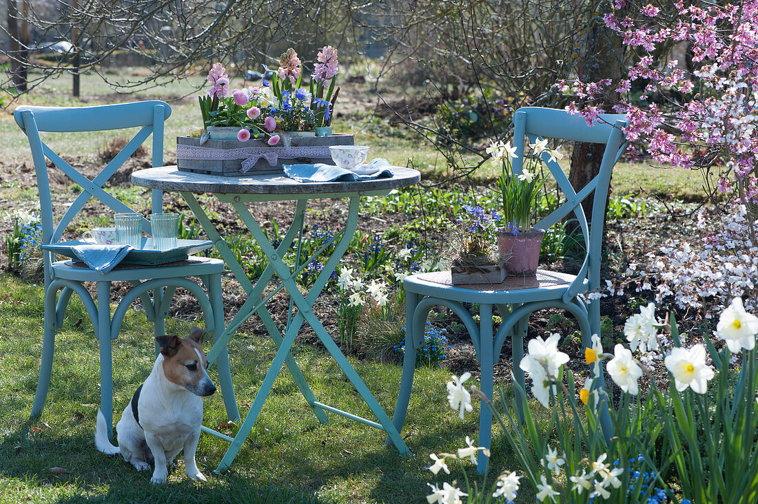 Kleine Sitzgruppe im Frühlingsgarten, Töpfe mit Hyazinthen, Tausendschön, Narzissen 'Toto' und Strahlenanemone, Hund Zula