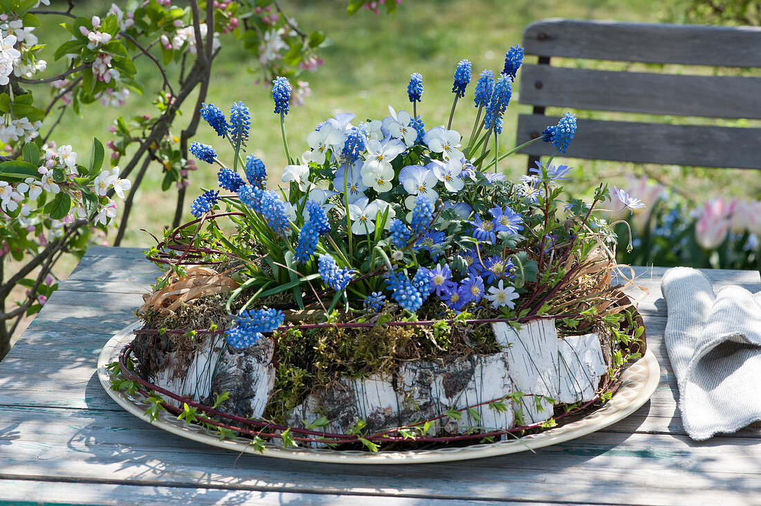 Grape hyacinths, horned violets and ray emones in a moss wreath, birch bark and grass, willow branches