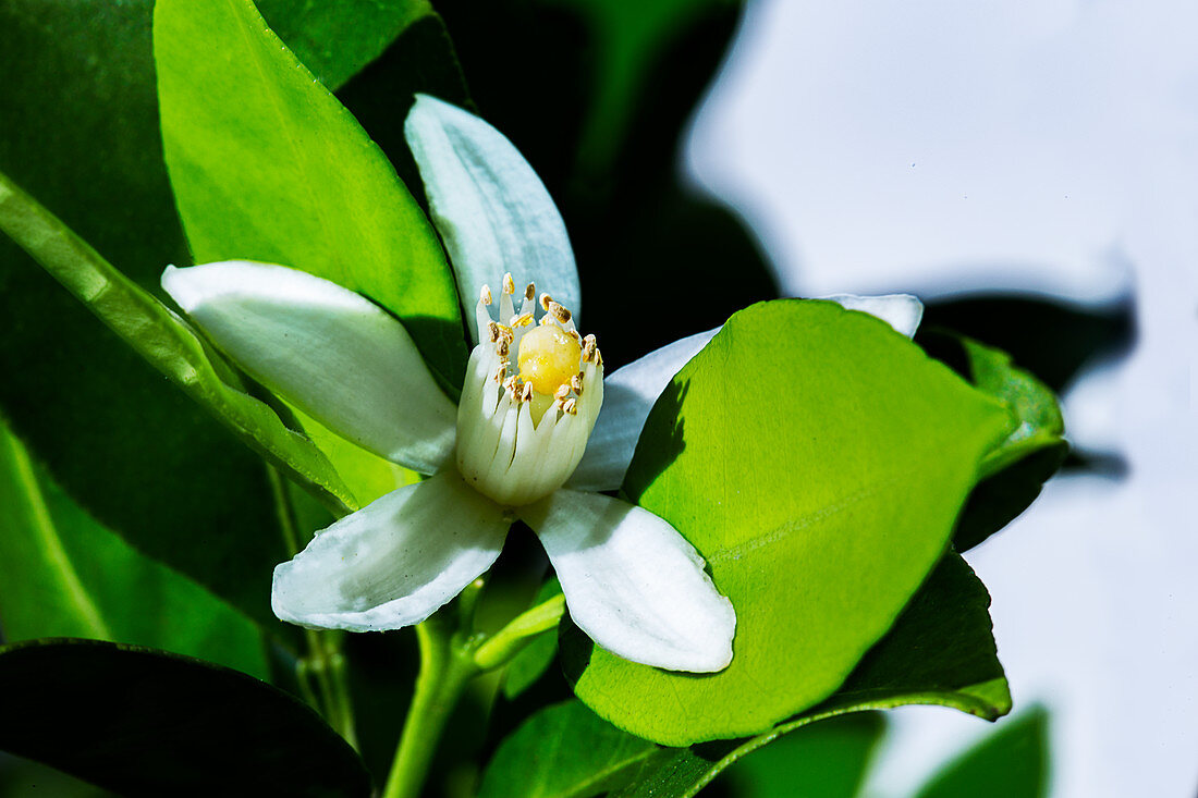 Mandarin blossom