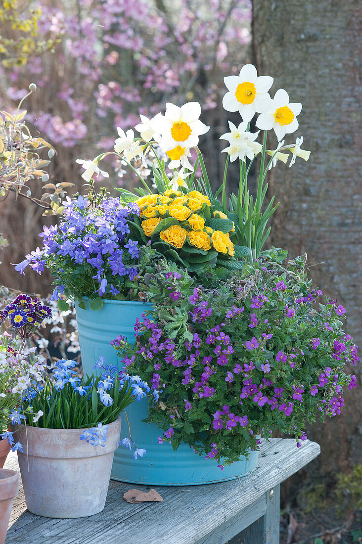 Daffodils 'Semper Avanti' 'Toto', rockcress 'Pink Gem', primrose Belarina 'Mandarin' and blue cushions in a turquoise tin bucket, pot with squill