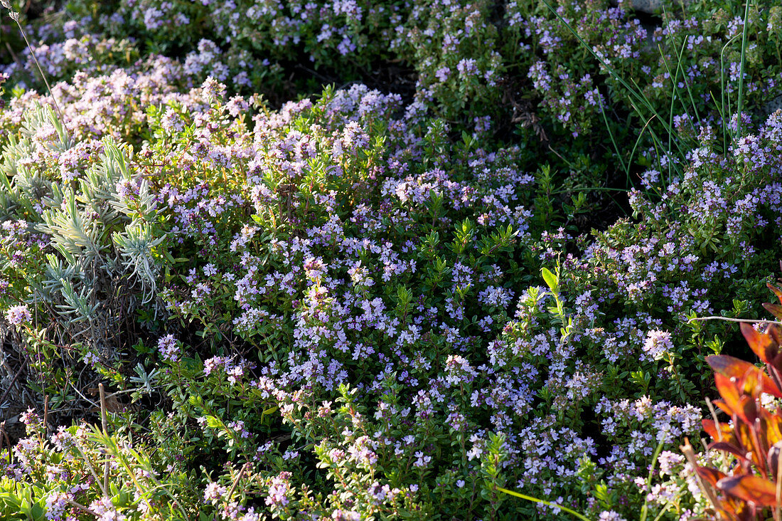 Flowering sand thyme and lavender in the bed